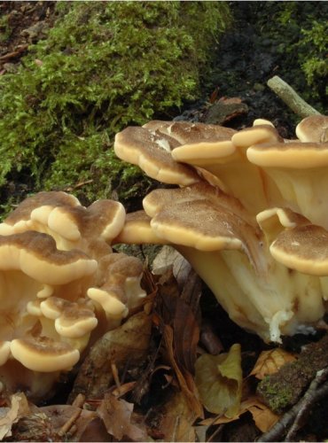 VĚJÍŘOVEC OBROVSKÝ – Meripilus giganteus – FOTO: Josef Slavíček