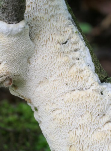 PÓRNATKA PRYSKYŘIČNATÁ – Ceriporiopsis resinascens – FOTO: Martin Kříž