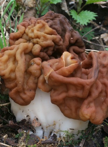 UCHÁČ OBROVSKÝ – Gyromitra gigas – FOTO: Martin Kříž