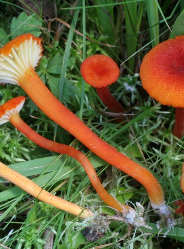 VOSKOVKA VROUBKOVANÁ – Hygrocybe coccineocrenata – FOTO: Martin Kříž