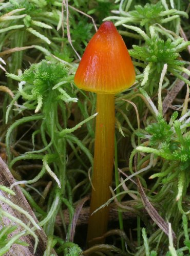 VOSKOVKA KUŽELOVITÁ RAŠELINNÁ – Hygrocybe conica var. conicopalustris – FOTO: Martin Kříž