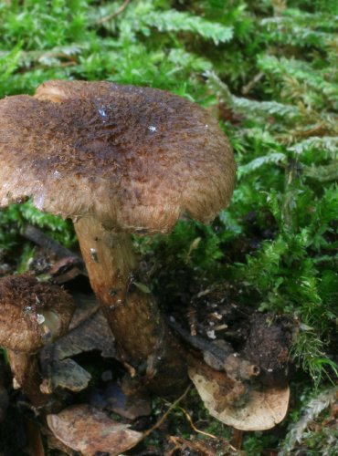 VLÁKNICE VEJČITOCYSTÁ – Inocybe ovatocystis – FOTO: Martin Kříž