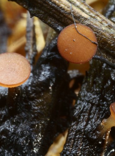 TERČKA HENNINGSOVA  – Rutstroemia henningsiana – FOTO: Martin Kříž