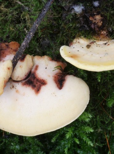 OUTKOVEČKA HÖHNELOVA – Antrodiella serpula – FOTO: Martin Kříž