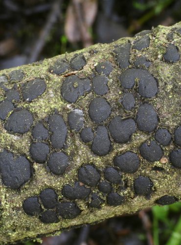 KOROVITKA VAKOVITÁ – Diatrype bullata – FOTO: Martin Kříž
