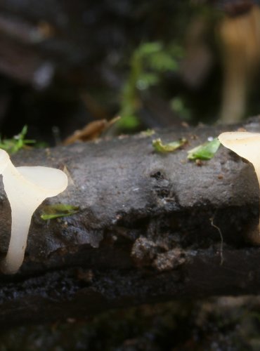 VOSKOVIČKA JARNÍ – Hymenoscyphus vernus – FOTO: Martin Kříž