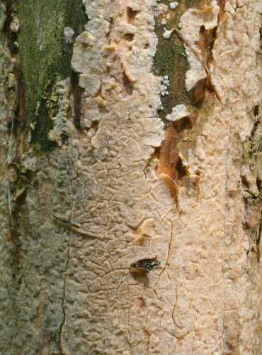 STRUHÁK SPLÝVAVÝ – Radulomyces confluens – FOTO: Martin Kříž