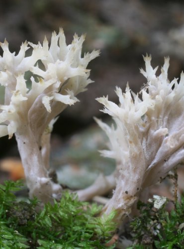 KUŘÁTEČKO HŘEBENITÉ – Clavulina coralloides – FOTO: Martin Kříž