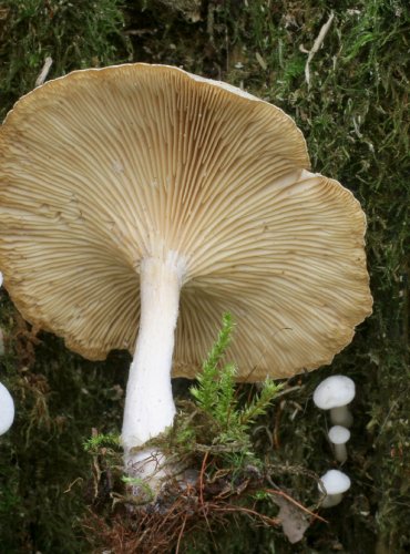 STRMĚLKA KMENOVÁ – Clitocybe truncicola – FOTO: Martin Kříž