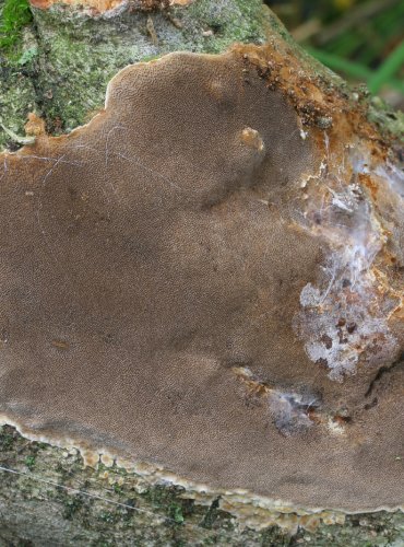 OHŇOVEC TEČKOVANÝ – Phellinus punctatus – FOTO: Martin Kříž