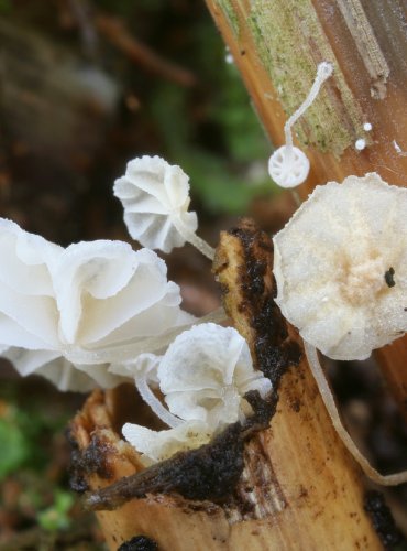 HELMOVKA MIZIVÁ – Resinomycena saccharifera – FOTO: Martin Kříž