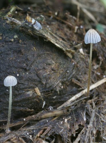 HNOJNÍK RŮZNOŠTĚTINKATÝ – Coprinellus heterosetulosus – FOTO: Martin Kříž 