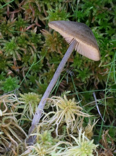 ZÁVOJENKA – Entoloma argenteostriatum – FOTO: Martin Kříž