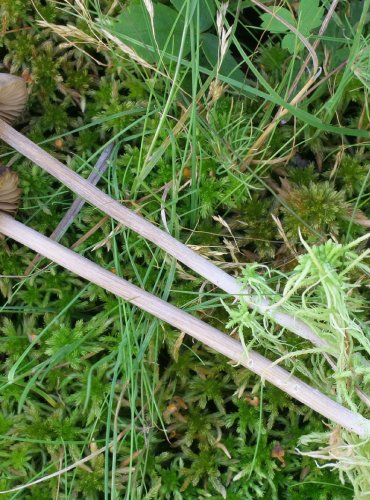 ZÁVOJENKA KUŽELOVITÁ – Entoloma cuspidiferum – FOTO: Martin Kříž