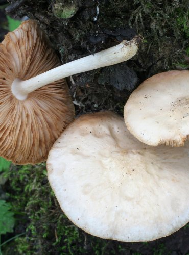 ŠTÍTOVKA ŽÍHANÁ – Pluteus petasatus – FOTO: Martin Kříž