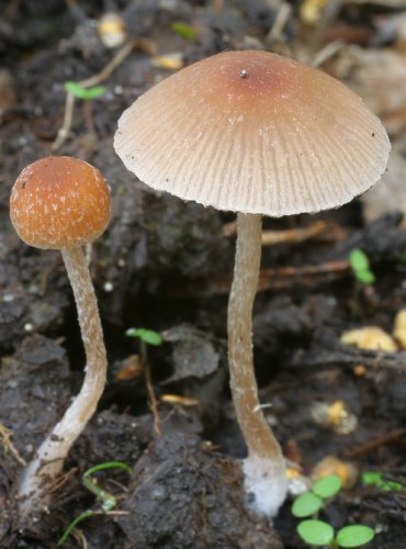 KŘEHUTKA – Psathyrella lutensis – FOTO: Martin Kříž