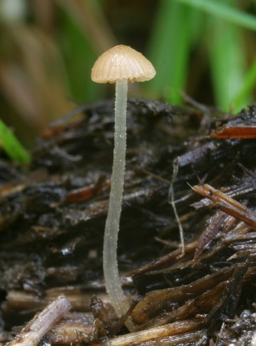 ČEPIČATKA OKROVOLUPENNÁ – Conocybe sienophylla – FOTO: Martin Kříž