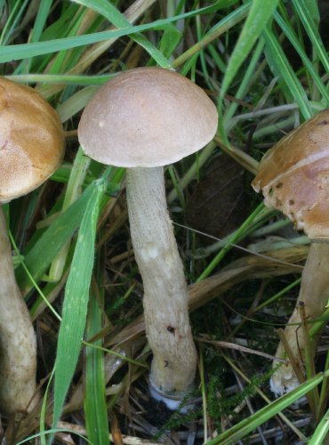 KOZÁK MĚKKÝ – Leccinum molle – FOTO: Martin Kříž