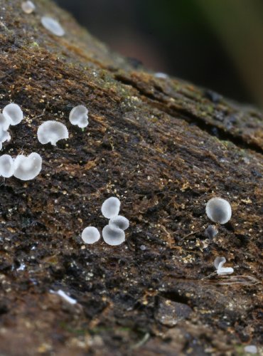 TERČENKA – Mollisia benesuada – FOTO: Martin Kříž