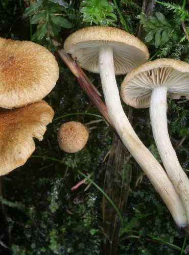 VLÁKNICE POTMĚCHUŤOVÁ – Inocybe dulcamara – FOTO: Martin Kříž