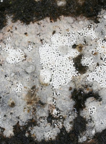 VOSKOVEC ZRNÍČKOVÝ – Bulbillomyces farinosus – FOTO: Martin Kříž