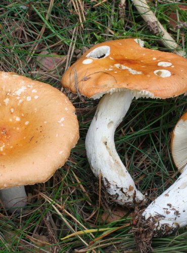 HOLUBINKA ODBARVENÁ – Russula decolorans – FOTO: Martin Kříž