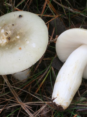 HOLUBINKA TRÁVOZELENÁ – Russula aeruginea – FOTO: Martin Kříž