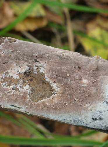 VATIČKA ELLISOVA – Tomentella ellisii – FOTO: Martin Kříž