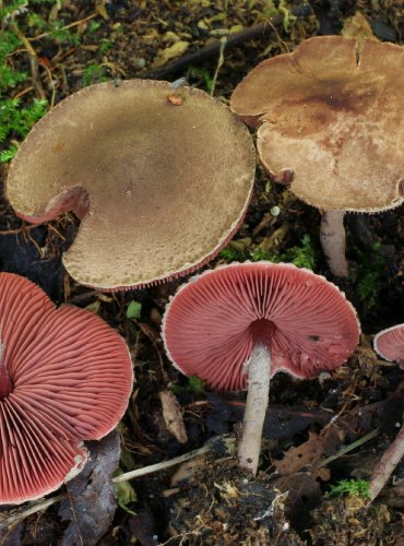 ČERNOLUPEN KRVAVÝ – Melanophyllum haematospermum – FOTO: Martin Kříž