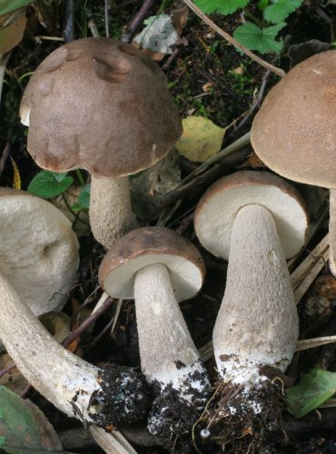 KOZÁK ŠEDOHNĚDÝ – Leccinum brunneogriseolum – FOTO: Martin Kříž