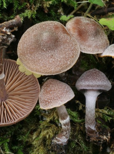 PAVUČINEC PLSTNATÝ – Cortinarius hemitrichus – FOTO: Martin Kříž