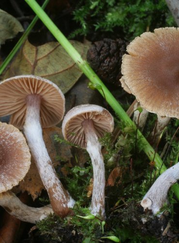 PAVUČINEC PLSTNATÝ – Cortinarius hemitrichus – FOTO: Martin Kříž