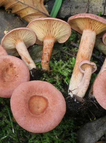 RYZEC LILÁKOVÝ – Lactarius lilacinus – FOTO: Martin Kříž