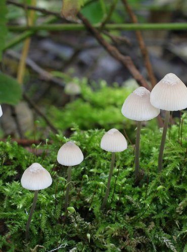 HELMOVKA OORTOVA – Mycena arcangeliana – FOTO: Martin Kříž