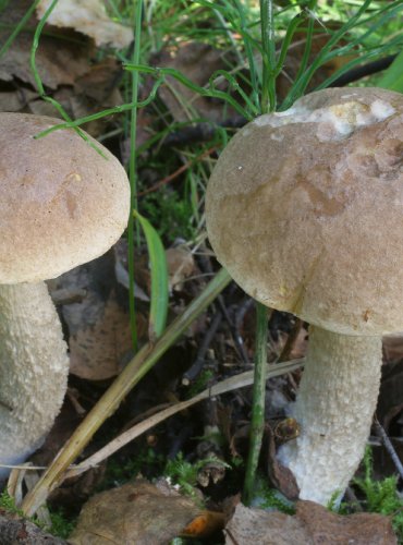 KOZÁK ŠEDOHNĚDÝ – Leccinum brunneogriseolum – FOTO: Martin Kříž