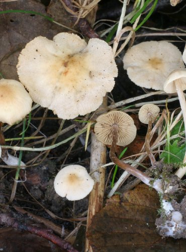 KRŽATKA ODĚNÁ – Alnicola citrinella – FOTO: Martin Kříž