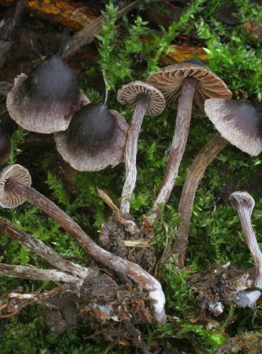 PAVUČINEC – Cortinarius atropusillus – FOTO: Martin Kříž