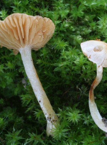 PAVUČINEC – Cortinarius croceocristallinus var. alneti – FOTO: Martin Kříž