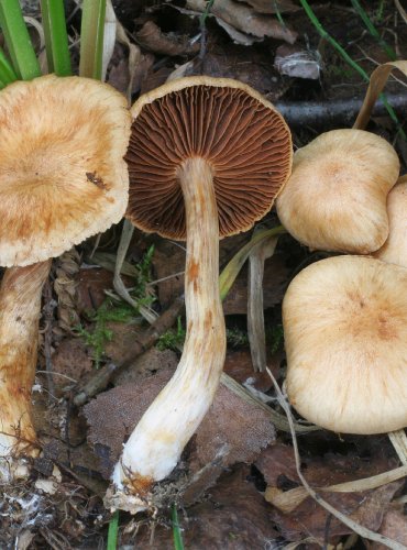 PAVUČINEC OHNIVOLUPENNÝ – Cortinarius balaustinus – FOTO: Martin Kříž