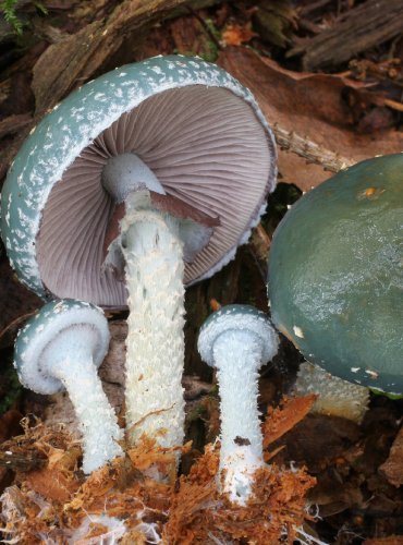 LÍMCOVKA MĚDĚNKOVÁ – Stropharia aeruginosa – FOTO: Martin Kříž