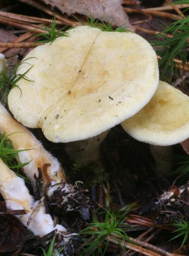 LIŠTIČKA POMERANČOVÁ BLEDÁ – Hygrophoropsis aurantiaca var. pallida – FOTO: Martin Kříž