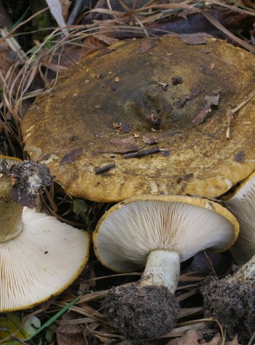 RYZEC ŠEREDNÝ – Lactarius turpis – FOTO: Martin Kříž