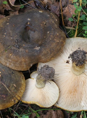 RYZEC ŠEREDNÝ – Lactarius turpis – FOTO: Martin Kříž