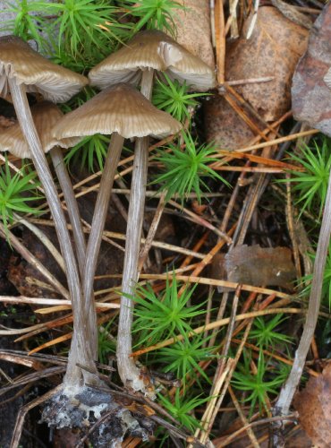 ZÁVOJENKA BLEDÁ – Entoloma nitens – FOTO: Martin Kříž