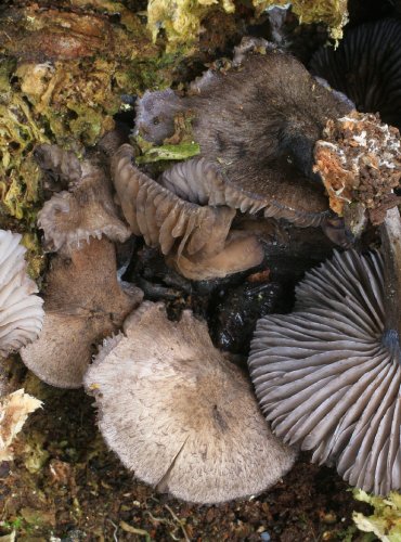 ZÁVOJENKA MODRÁ – Entoloma euchroum – FOTO: Martin Kříž