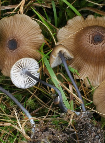 ZÁVOJENKA OLOVOVĚ MODRÁ – Entoloma lividocyanulum – FOTO: Martin Kříž