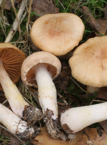 PAVUČINEC OHNIVOLUPENNÝ – Cortinarius balaustinus – FOTO: Martin Kříž