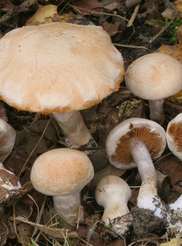 PAVUČINEC PEARSONŮV – Cortinarius pearsonii – FOTO: Martin Kříž