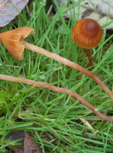 ČEPIČATKA – Galerina lacustris – FOTO: Martin Kříž