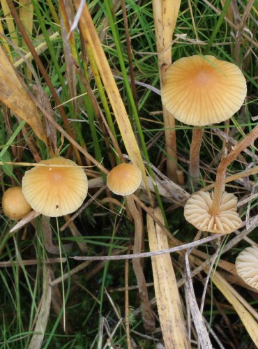 ČEPIČATKA ŘÍDKOLUPENNÁ – Galerina clavata – FOTO: Martin Kříž